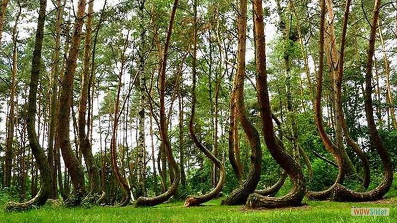 La_fort_tordue_Pologne