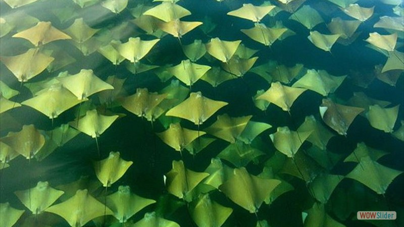 La_migration_des_raies_golfe_du_Mexique