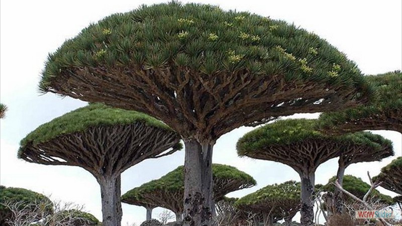 Le_dragonnier_de_Socotra_Yemen