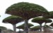 Le_dragonnier_de_Socotra_Yemen